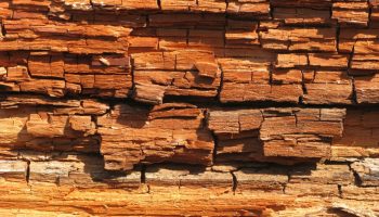 Wood Rot Resolutions